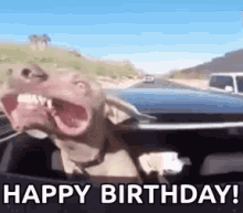 happy-birthday-dog.gif