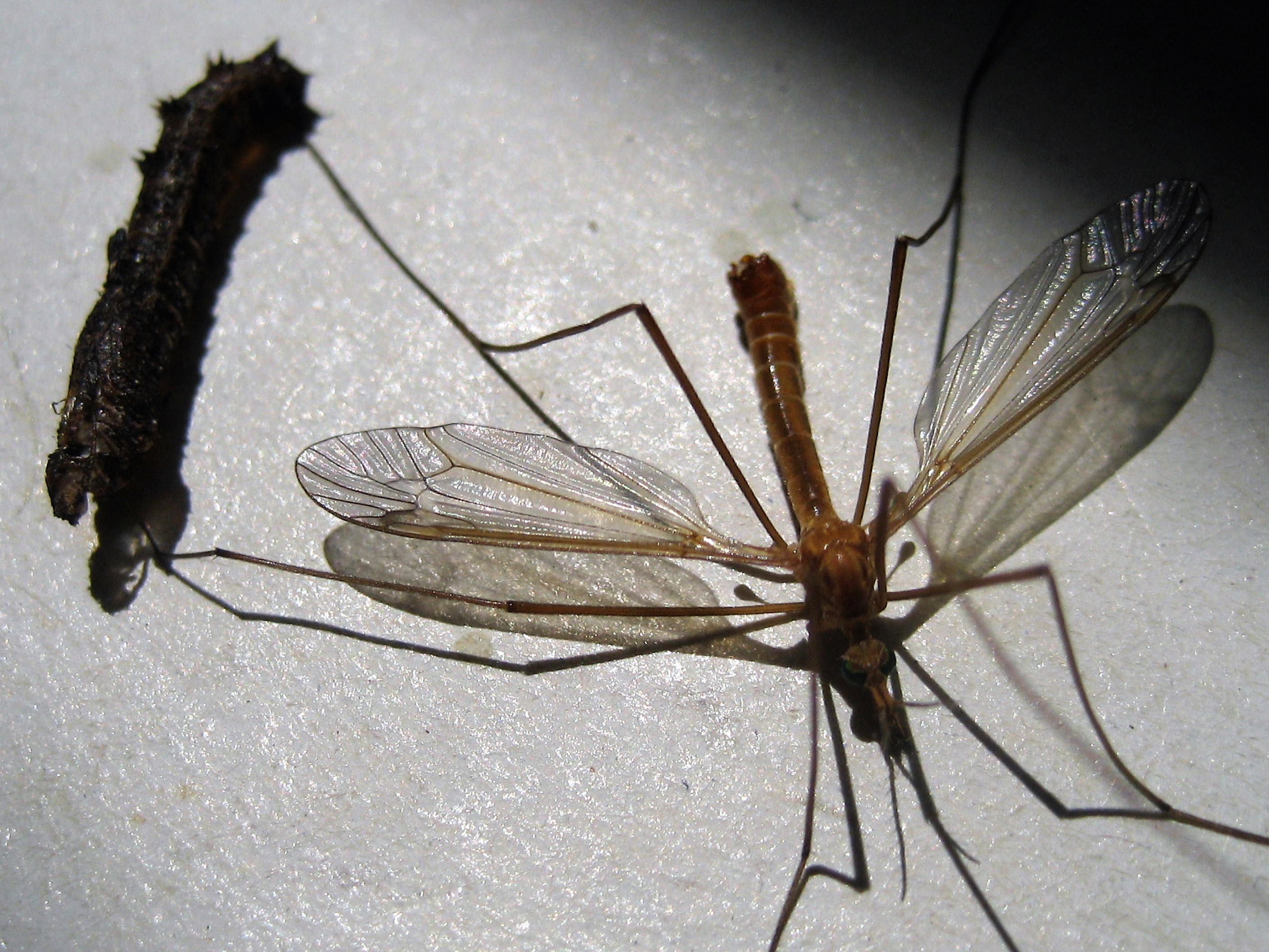 Nephrotoma submaculata et chrysalide Troyes.JPG