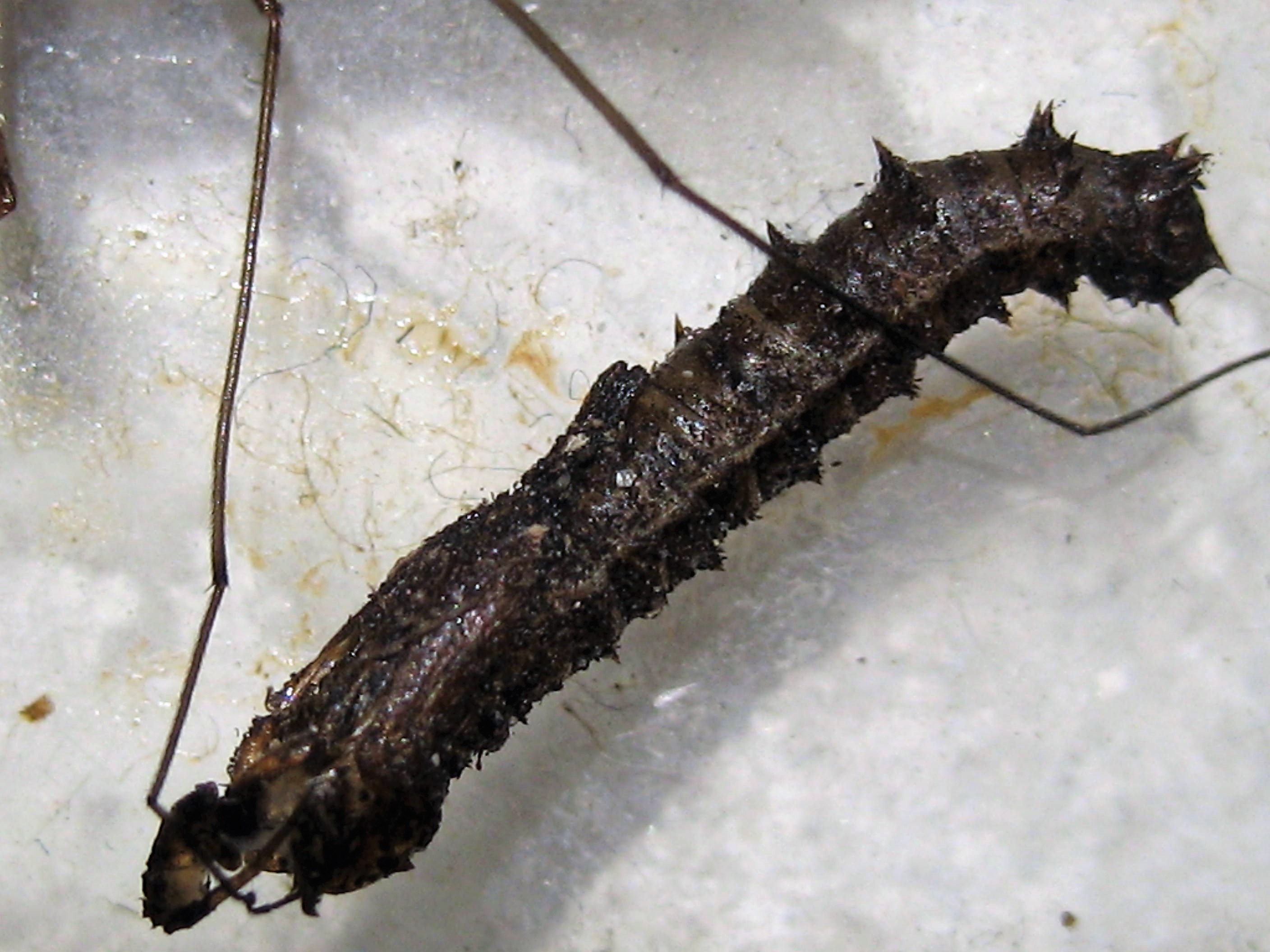 nephrotoma submaculosa et chrysalide 1.JPG