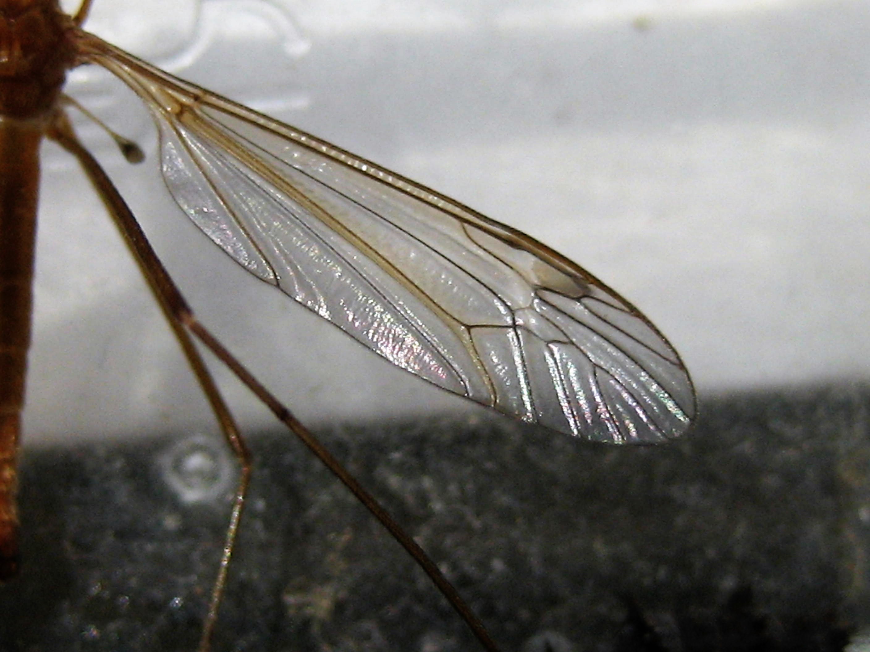 nephrotoma submaculosa(aile).JPG