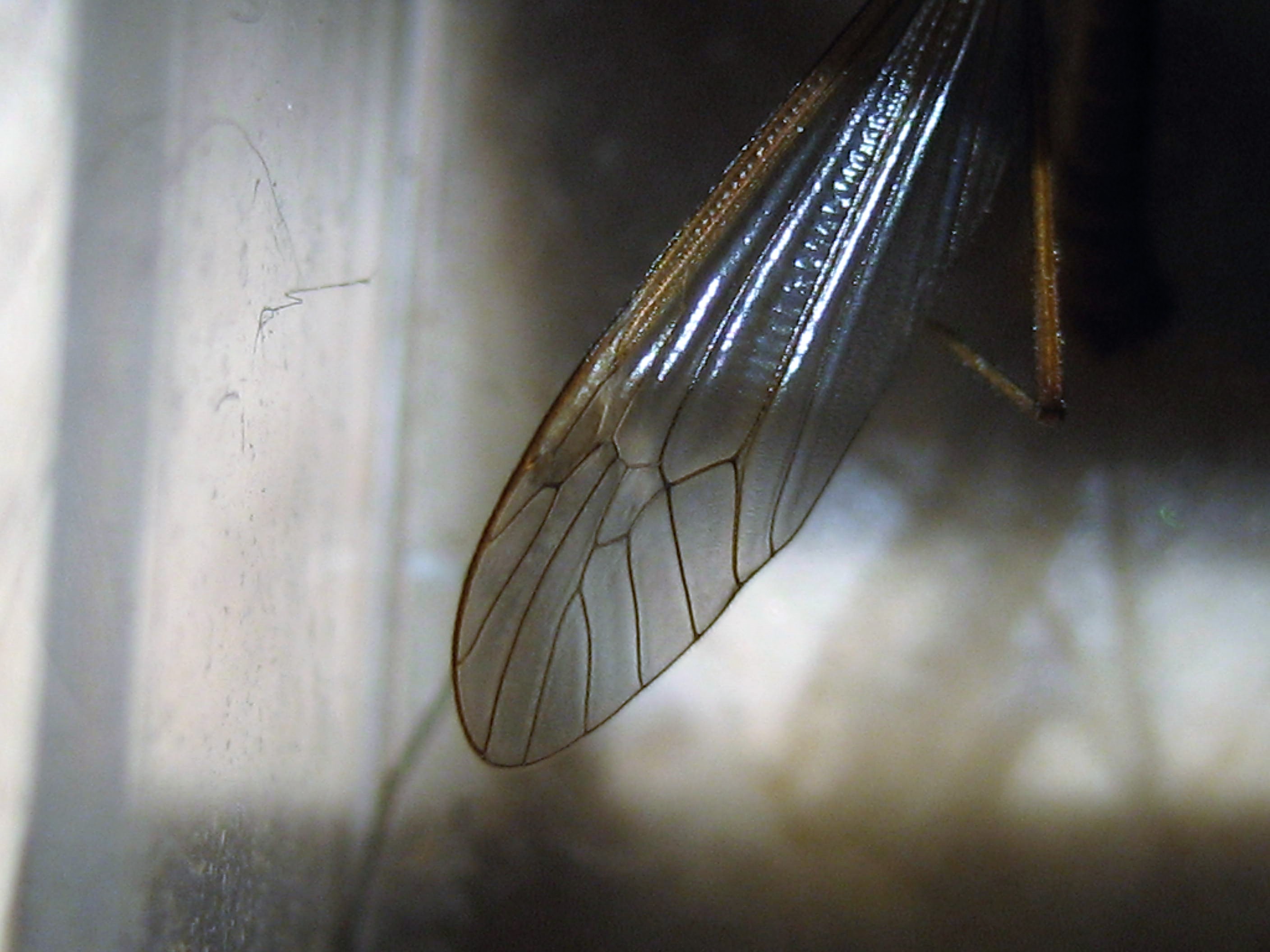 nephrotoma submaculosa(aile)1.JPG