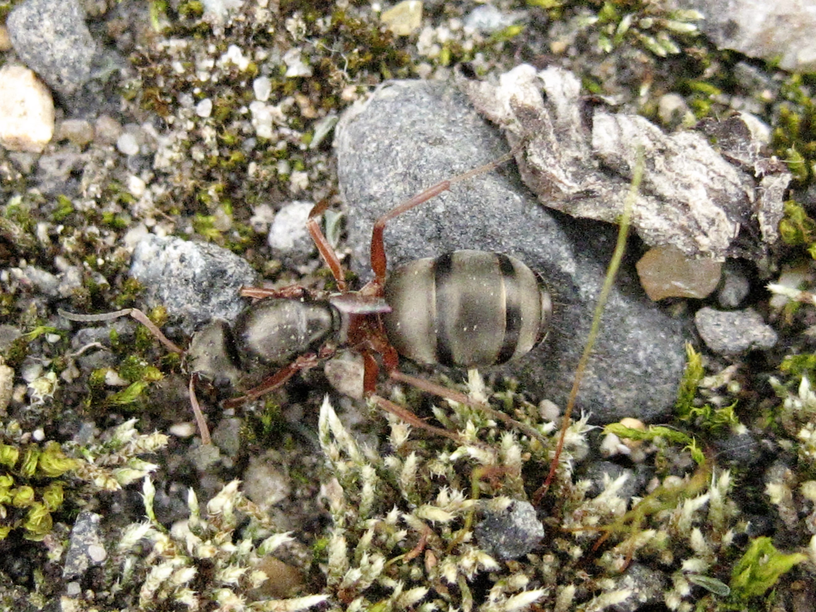 Fourmi rousse ou des bois(Formica rufa) Cergy 95.JPG