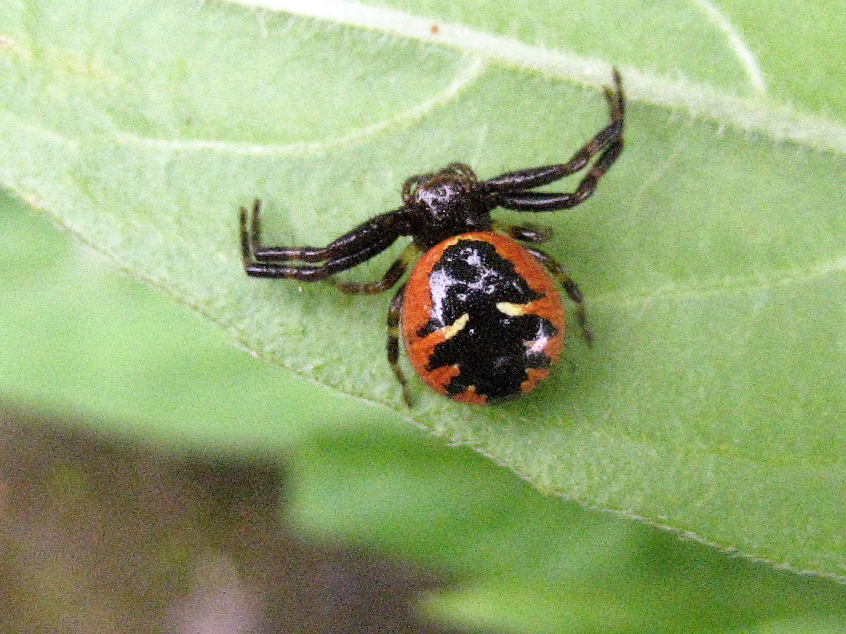 araignée napoleon 1.JPG