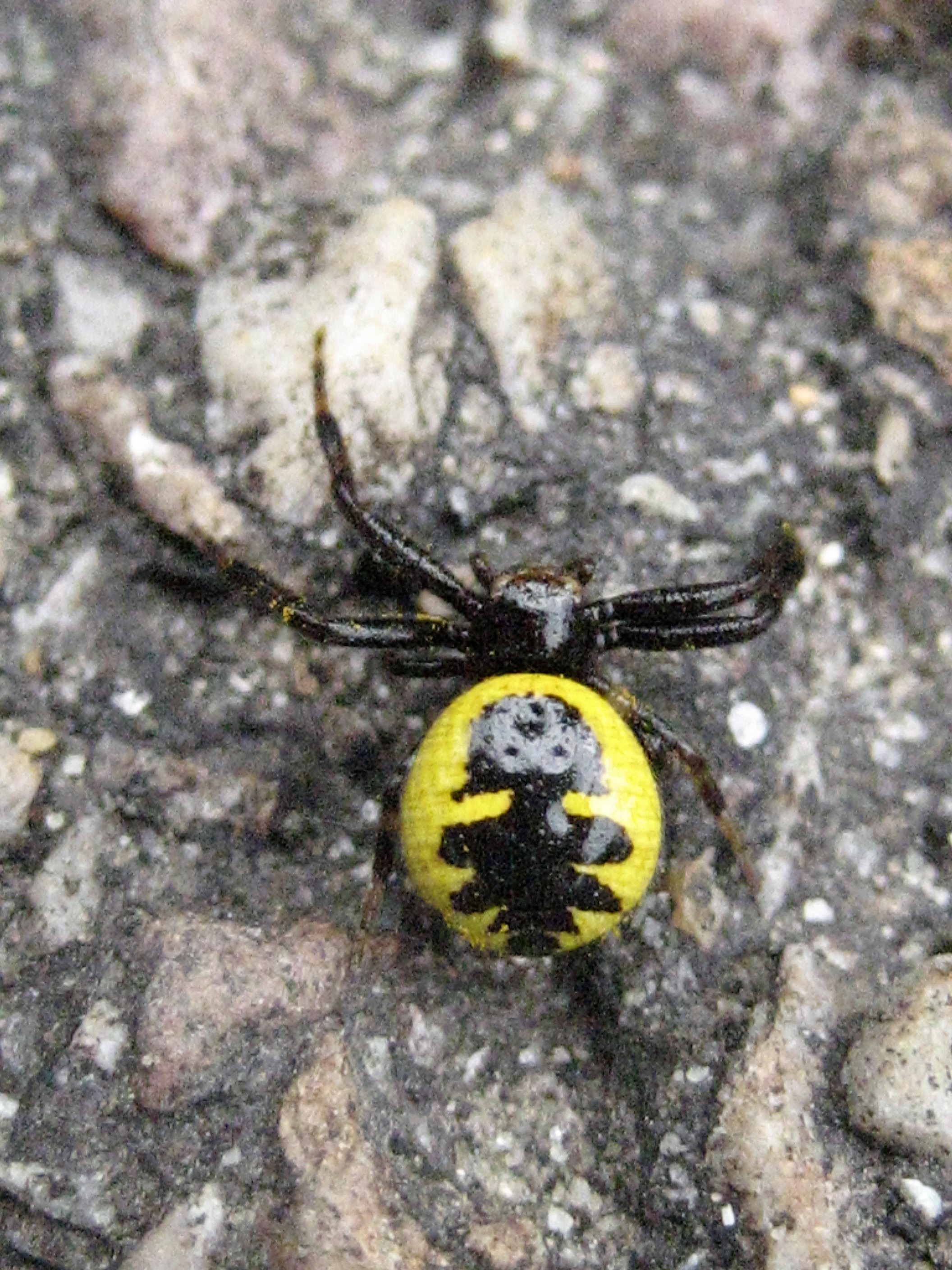 araignée napoleon 8.JPG