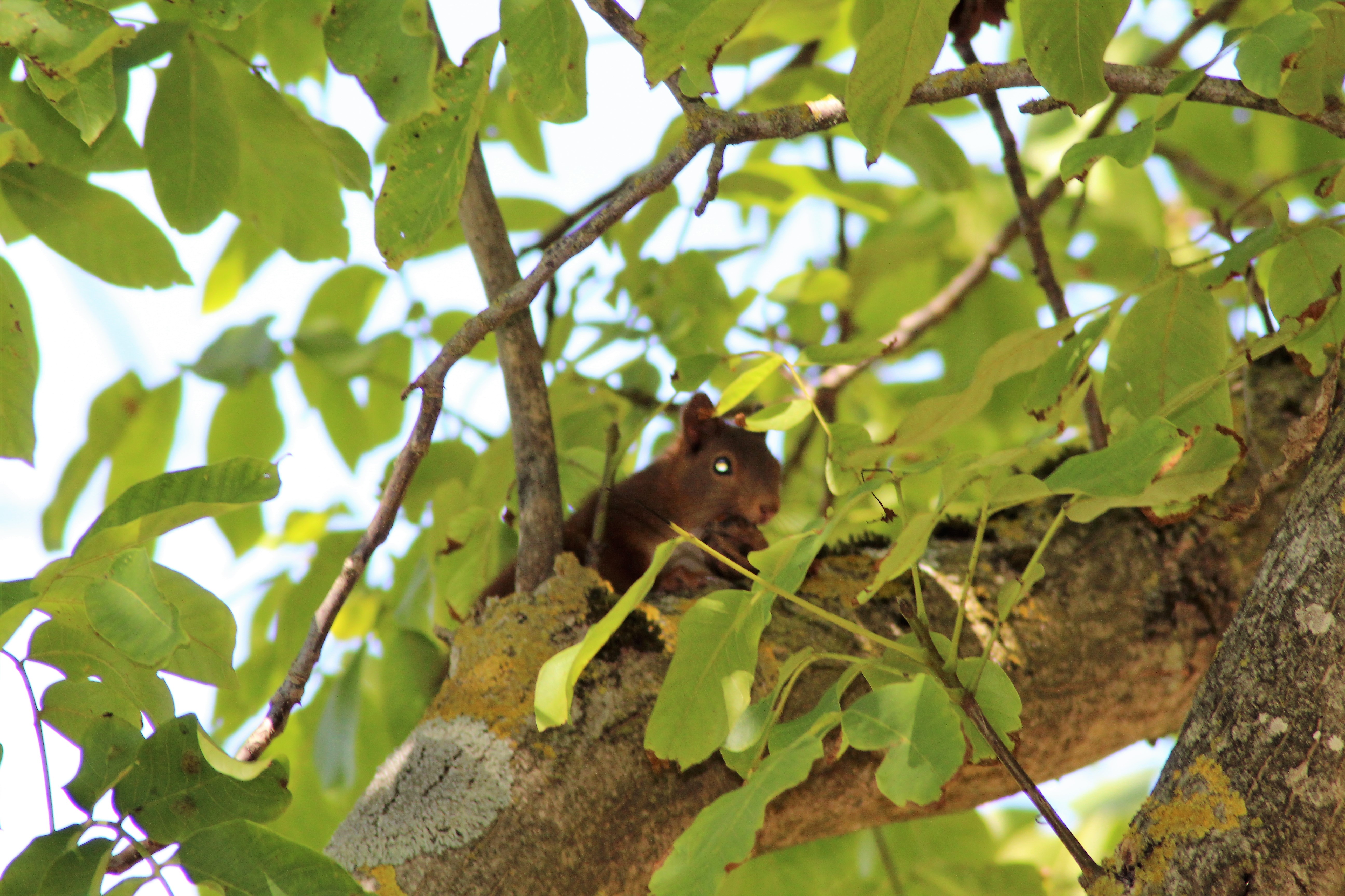 ecureuil 03(2).JPG