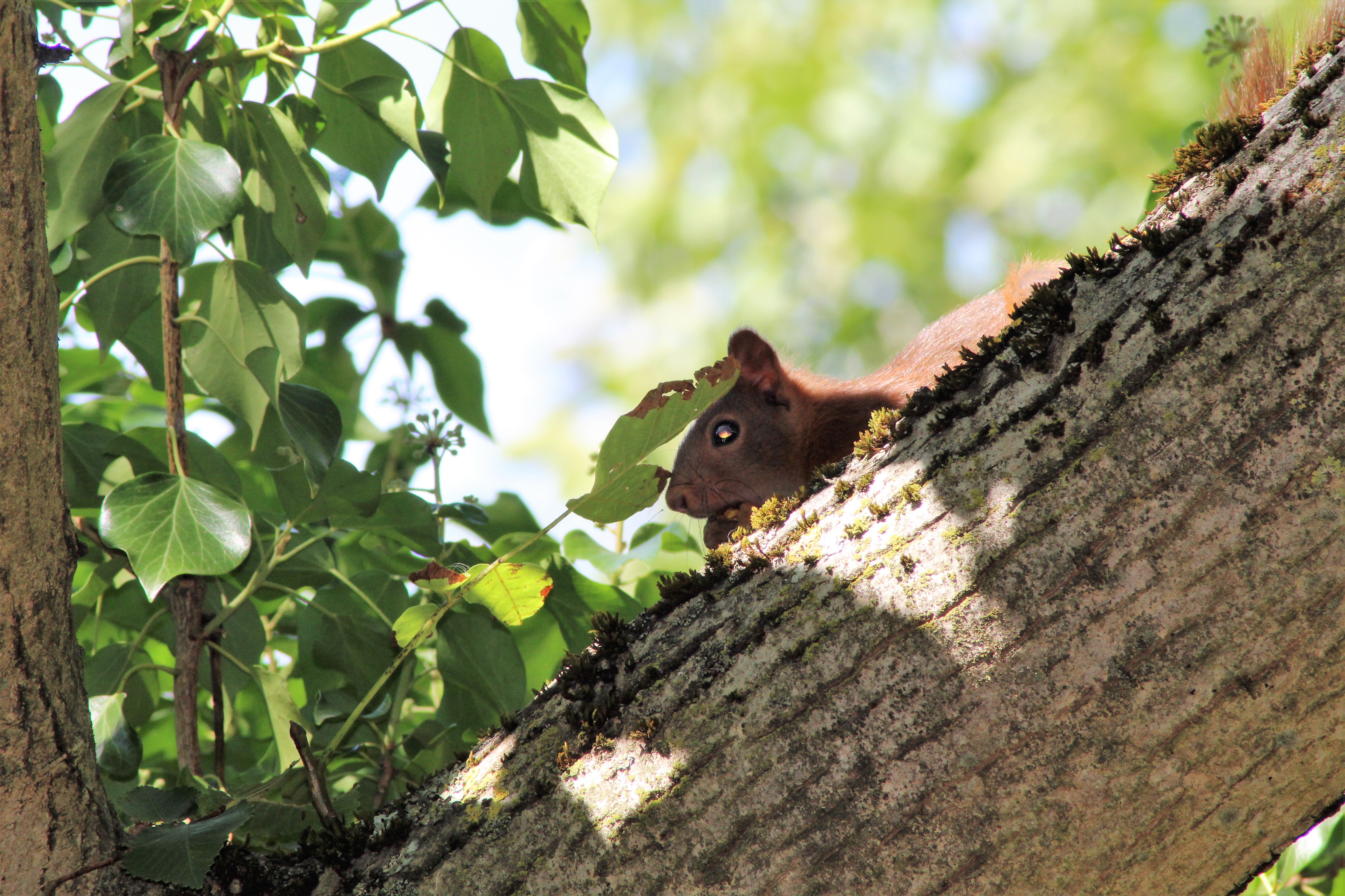 ecureuil 03-2(2).JPG