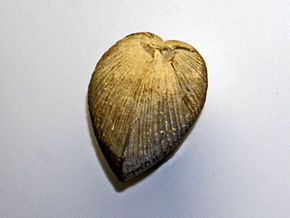 Pholadomyidae_-_Pholadomya_scutata.JPG