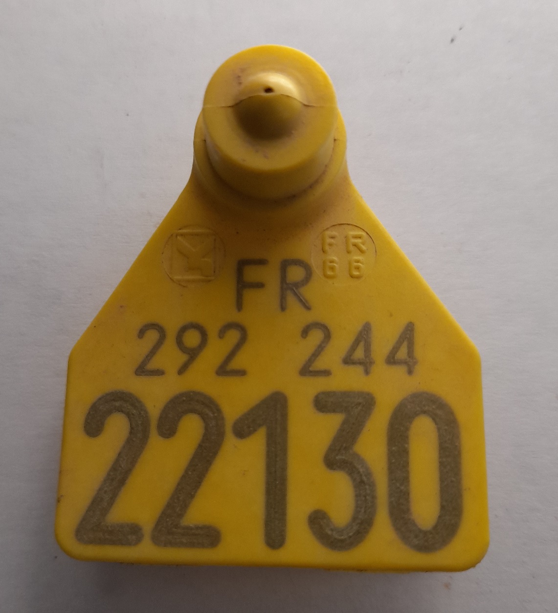 Boucle d'identification Ovin caprin.jpg