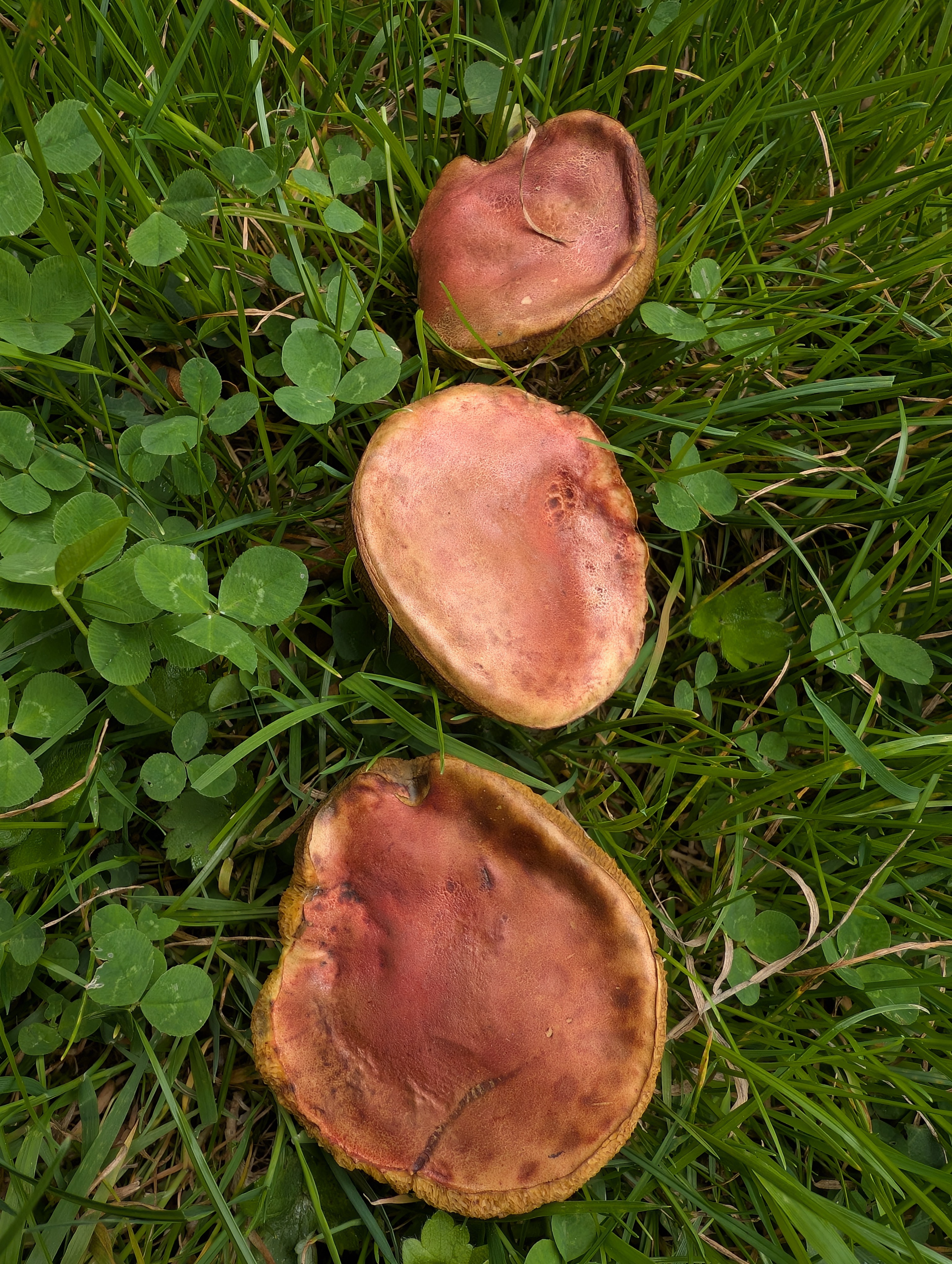 bolet abricot 9.jpg