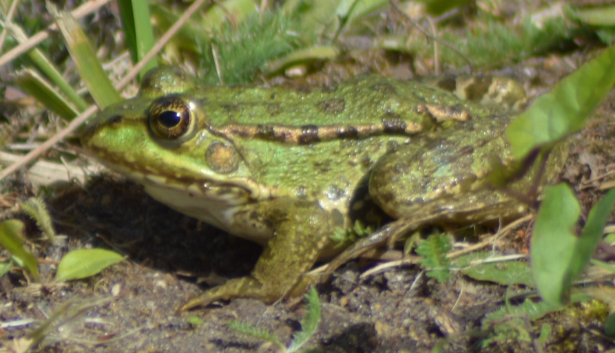 Grenouille verte 3.jpg