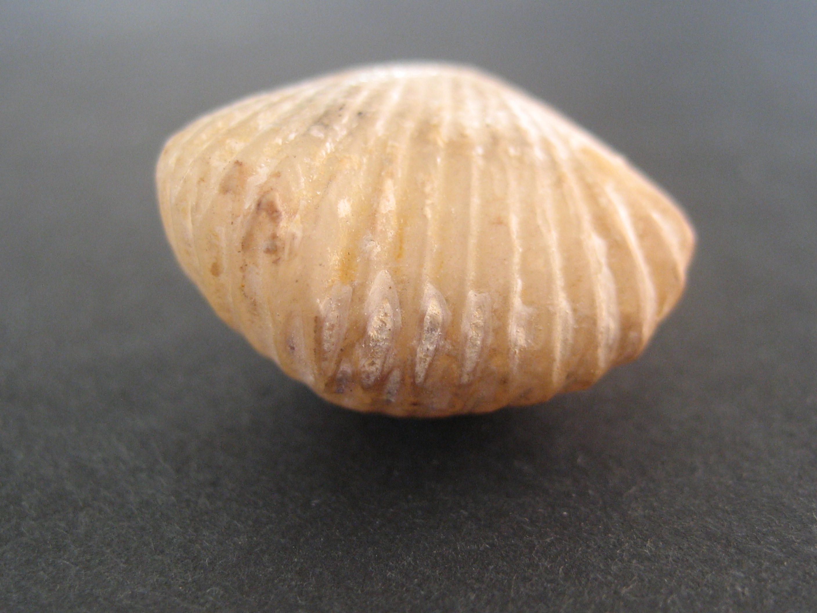 acanthothyris spinosa 1.JPG