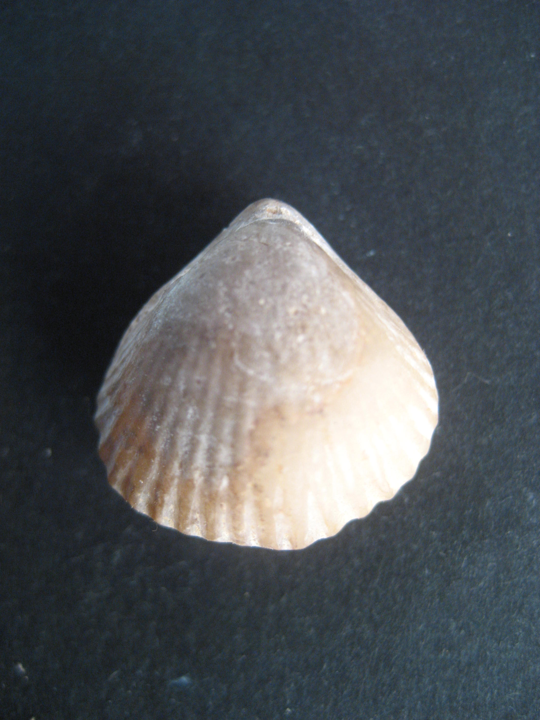 Acanthothyris Spinosa Secondaire(Dogger)Bajocien moy et sup 14 Luc sur Mer 175-150MA.JPG