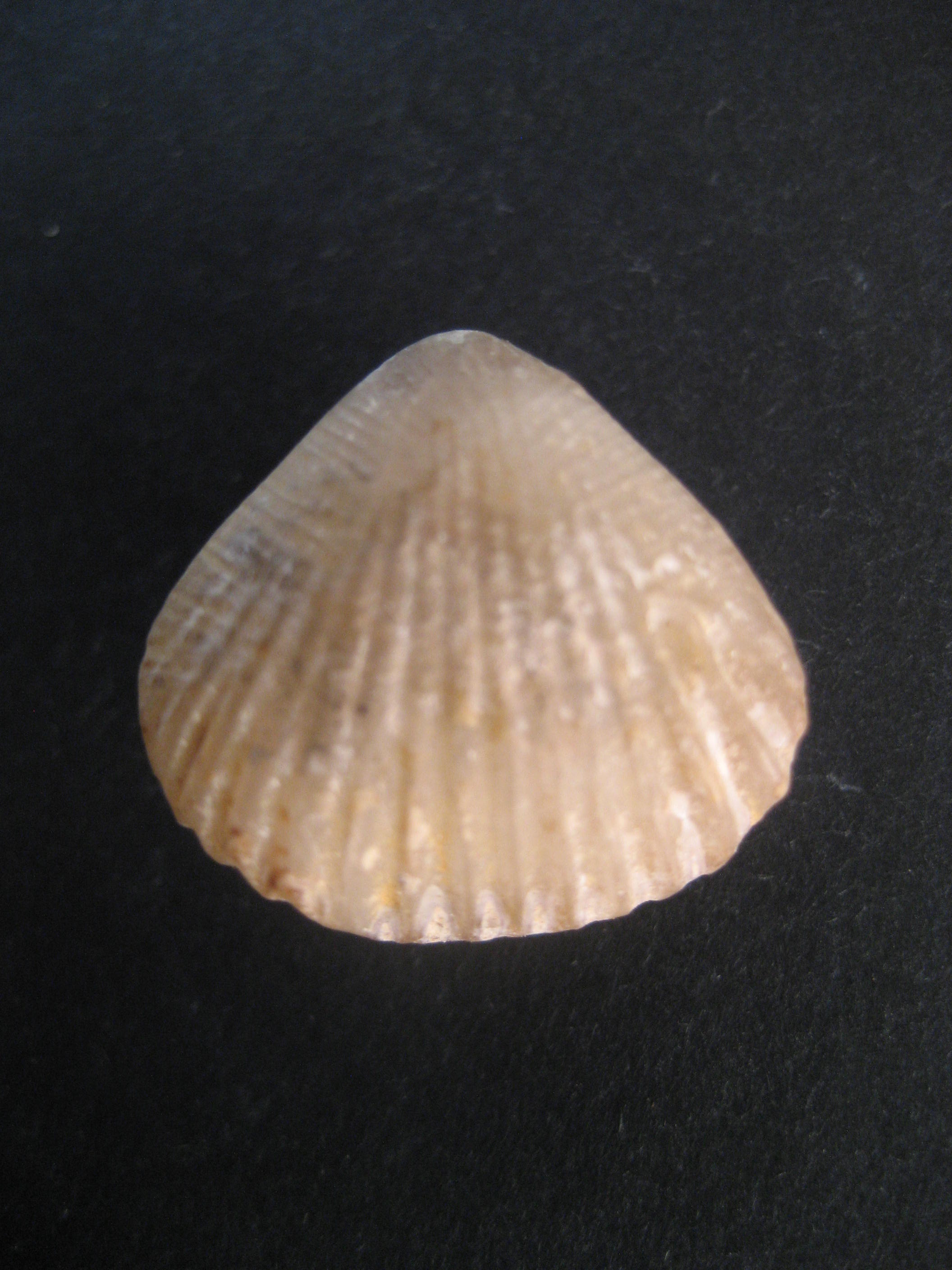 acanthothyris spinosa.JPG