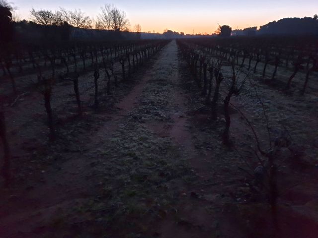 vignes1.jpg
