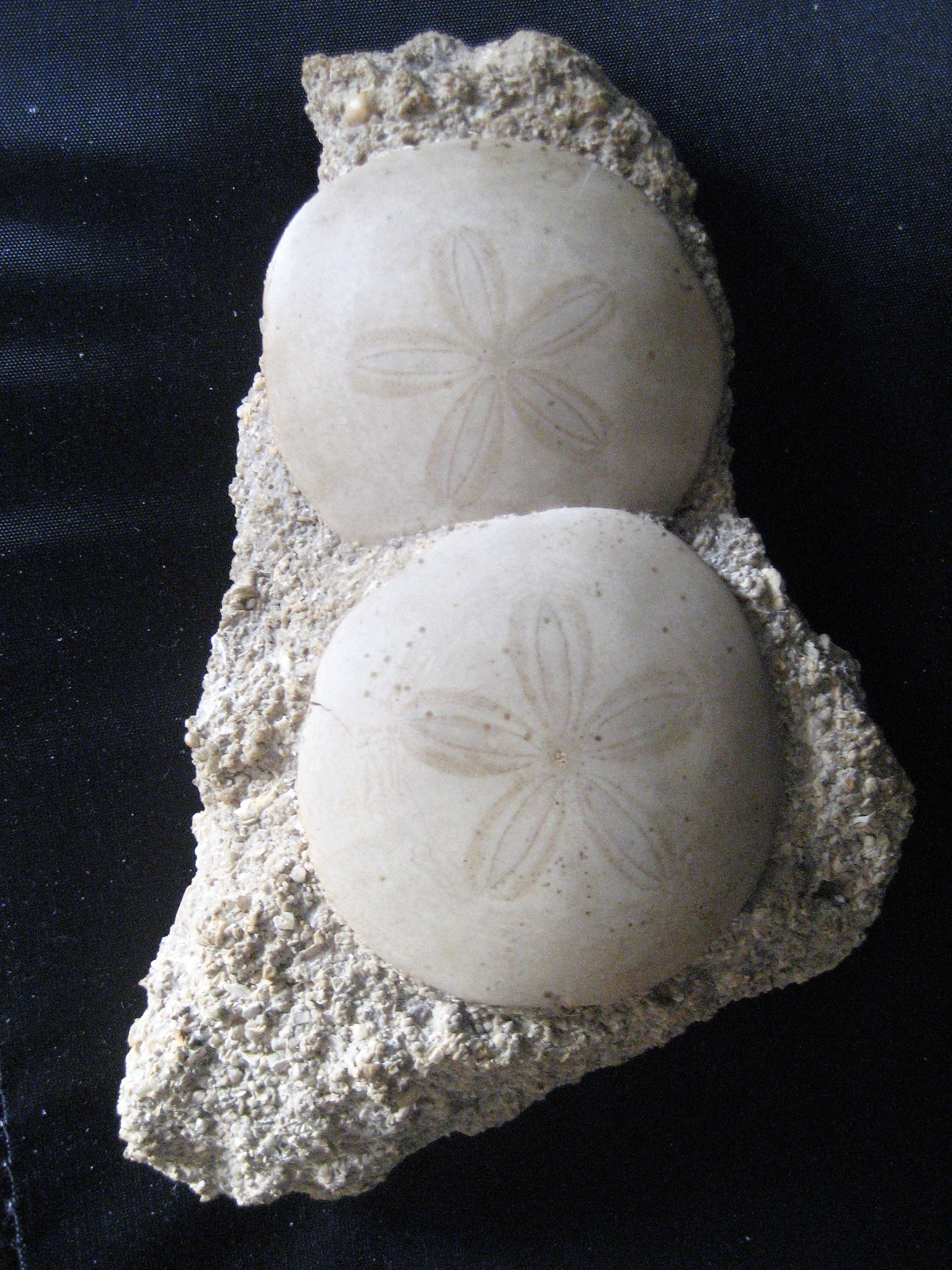 Scutella Faujasis(oursin) Tertiaire Helvetien Miocene 49 Maine et Loire 23-5,3MA (2).JPG