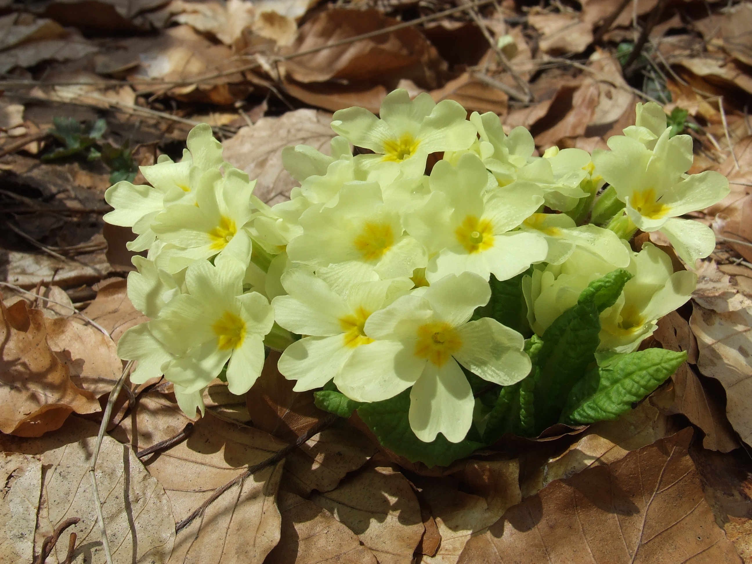 DSCF9712.JPG