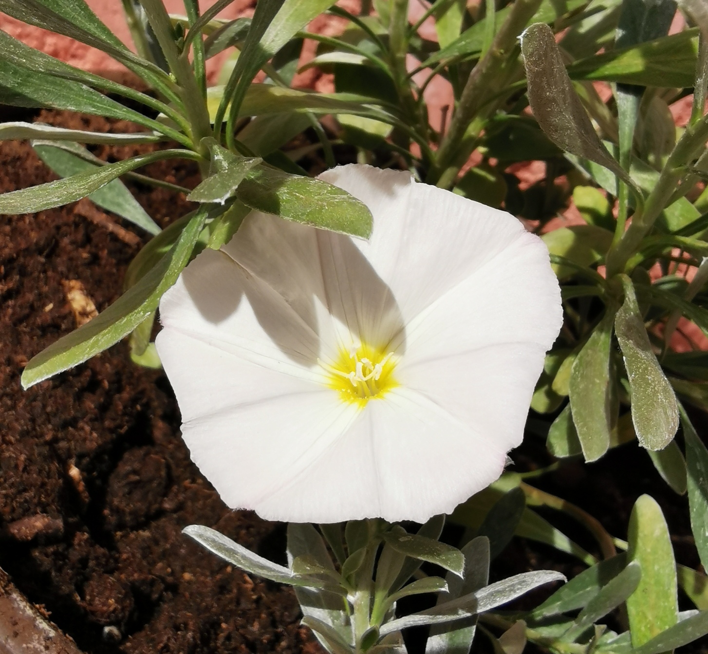 IMG_20200416_123632.jpg
