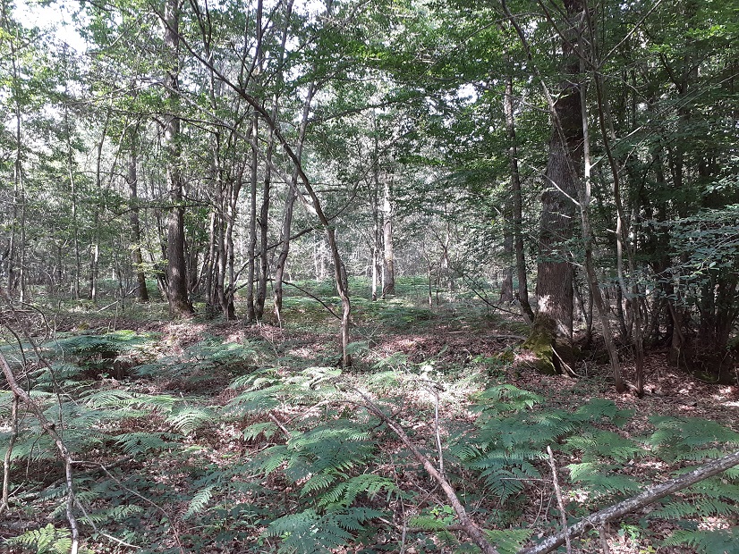 20200611_101657.jpg