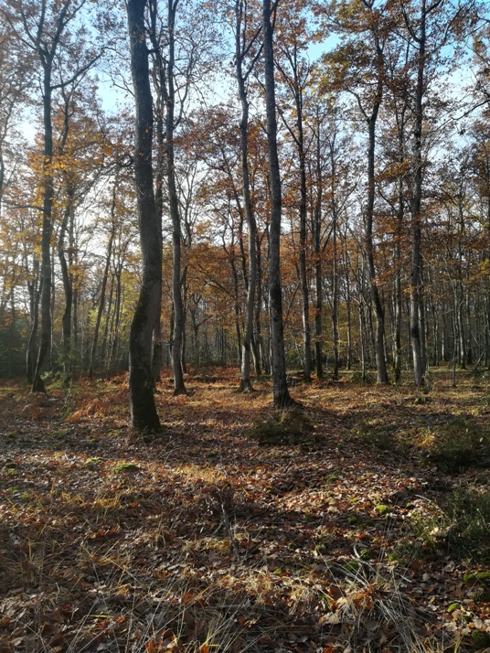 IMG_20221207_143138.jpg